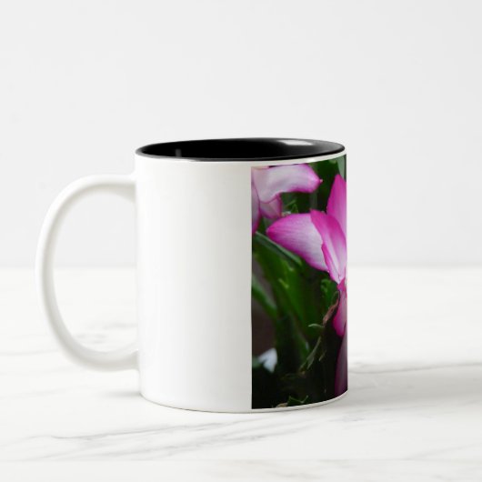 Mok kerstcactus Flowers (Links)