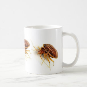 Mok koffie - Cimex lectularius (bedinsect)