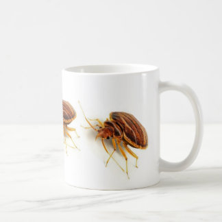 Mok koffie - Cimex lectularius (bedinsect)