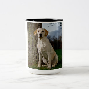 Mok labrador