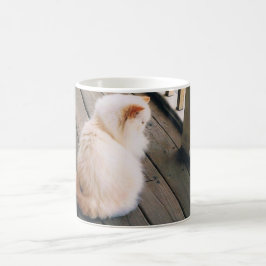 Mok met Perzisch Kat
