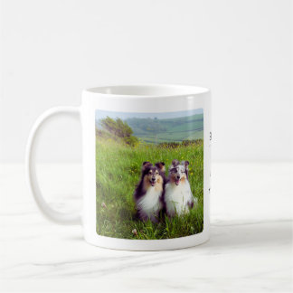 Mok met Shelties in een weiland