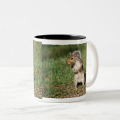 Mok oostelijke grijze eekhoorn (Voorkant rechts)