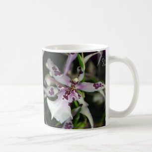 Mok Orchid Beallara