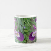 Mok Paarse iris (Center)