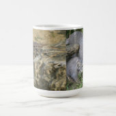 Mok - Pallas's kat (Center)