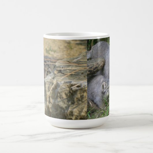 Mok - Pallas's kat (Center)