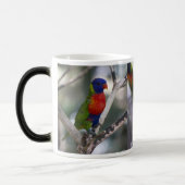Mok Parrot en Lorikeets (Links)
