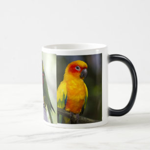 Mok Parrot en Lorikeets