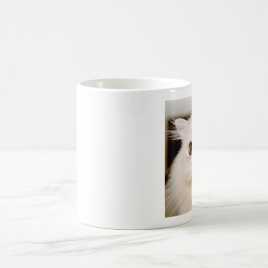 Mok Perzische katten (Center)