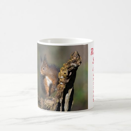 Mok rode eekhoorn Taxonomie (Center)