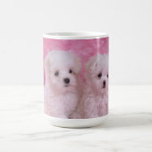 Mok schattige Maltese Puppies (Center)