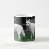 Mok Siberian Husky (Center)