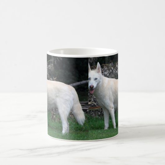 Mok Siberian Husky (Center)