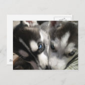 Mok Siberian Husky Puppy Briefkaart (Voorkant / Achterkant)