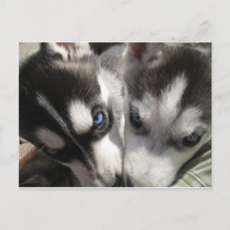 Mok Siberian Husky Puppy Briefkaart