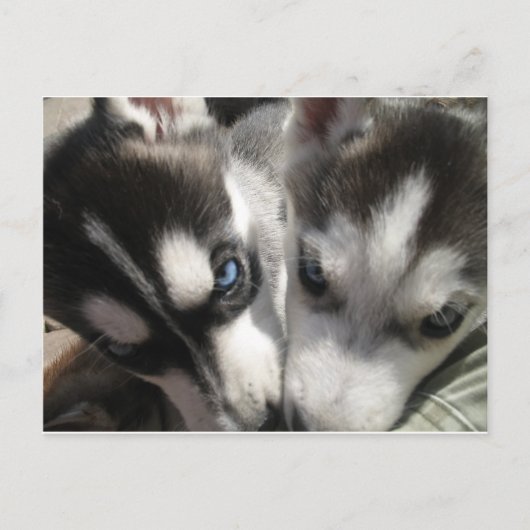 Mok Siberian Husky Puppy Briefkaart (Voorkant)