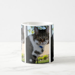 Mok Softy Tabby Cat