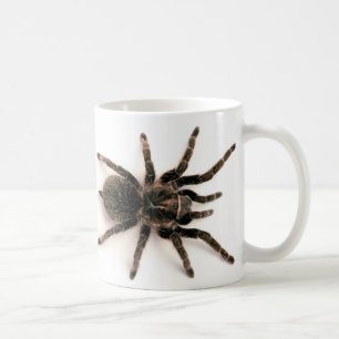 Mok Tarantula Spider