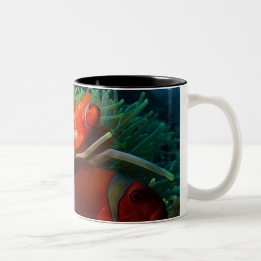 Mok van Anemonefish koffie (Rechts)
