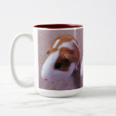 Mok van cavia's (Links)