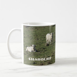 Mok van Charolais-koeien en kalveren
