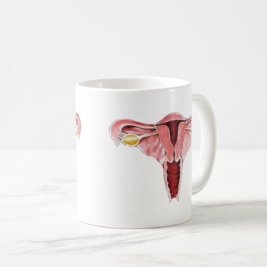 Mok van het voortplantingssysteem van vrouwen (Voorkant rechts)