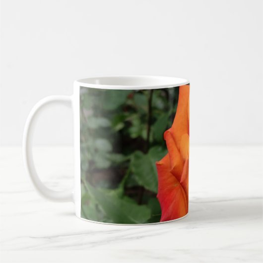 mok van Oranje roos-bloemkool (Links)