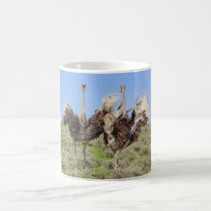 Mok van struisvogels Koffie