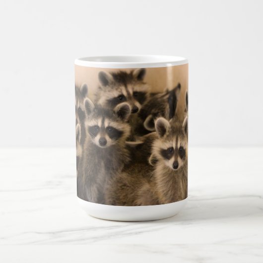 Mok van wasberen. (Center)