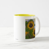 Mok voor Gele Zonnebloemen (Voorkant rechts)