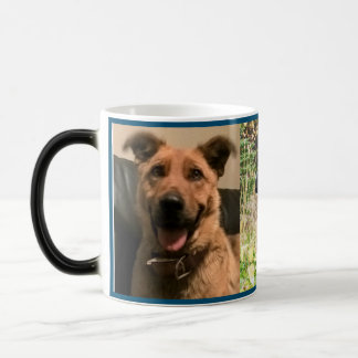 mok voor gezelschapsdieren