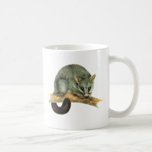 Mokken - cooroypossum