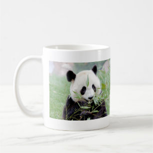 Mokken foto reus panda. Panda-wedstrijd.