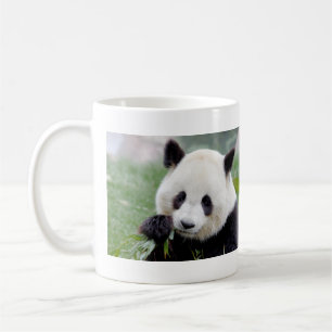 Mokken foto reus panda. Panda-wedstrijd.