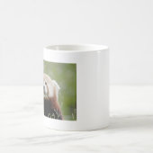 Mokken foto rode panda. Panda roux, dieren. (Center)