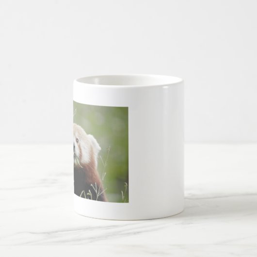 Mokken foto rode panda. Panda roux, dieren. (Center)