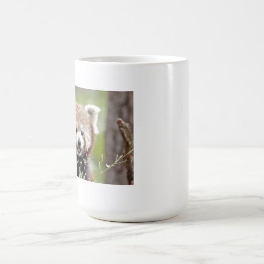 Mokken foto rode panda. Panda roux, dieren. (Center)