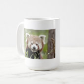 Mokken foto rode panda. Panda roux, dieren. (Voorkant links)