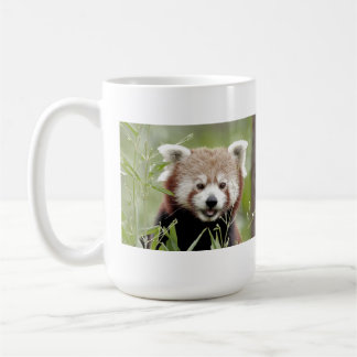 Mokken foto rode panda. Panda roux, dieren.