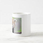 Mokken foto rode panda. Panda roux. dieren. (Center)