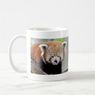 Mokken foto rode panda. Panda roux. dieren.