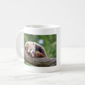 Mokken foto rode panda. Panda roux, dieren. (Voorkant links)