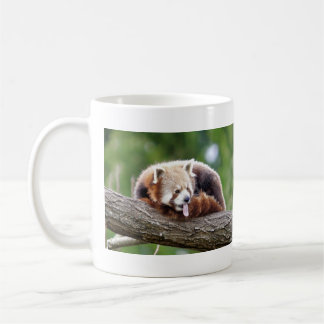 Mokken foto rode panda. Panda roux, dieren.