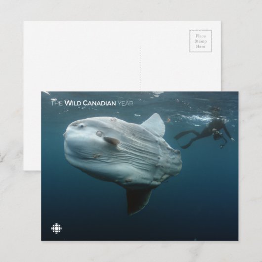 Mola Mola Briefkaart (Voorkant / Achterkant)