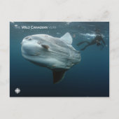 Mola Mola Briefkaart (Voorkant)