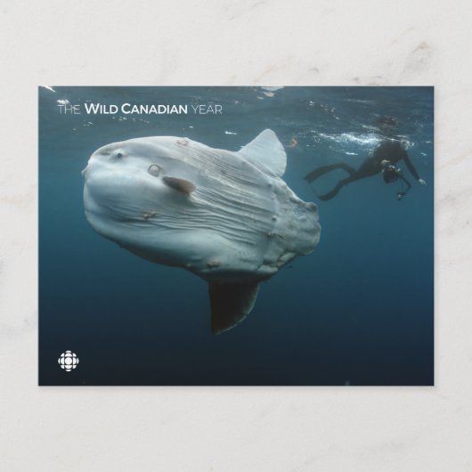 Mola Mola Briefkaart (Voorkant)