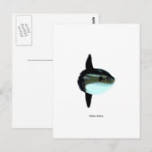 Mola Mola Briefkaart (Voorkant / Achterkant)