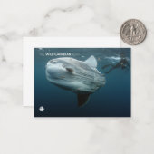 Mola Mola Notitiekaartje (Voorkant / Achterkant in situ)
