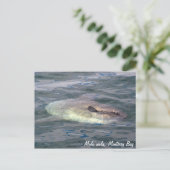 Mola mola (Ocean Sunfish) Briefkaart (Staand voorkant)